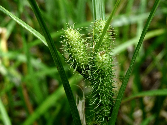 {Carex frankii}